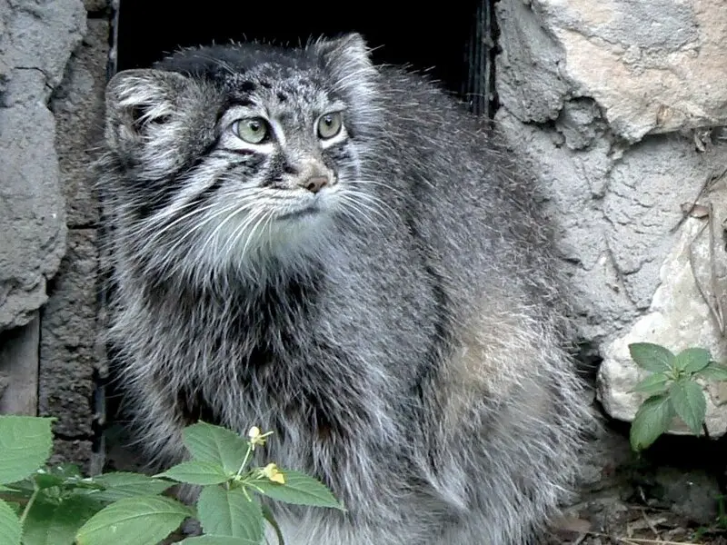リガ動物園のマヌルネコ（2006年生まれ）の写真