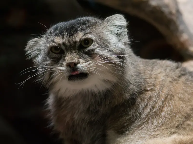恩賜上野動物園のプリームラの写真