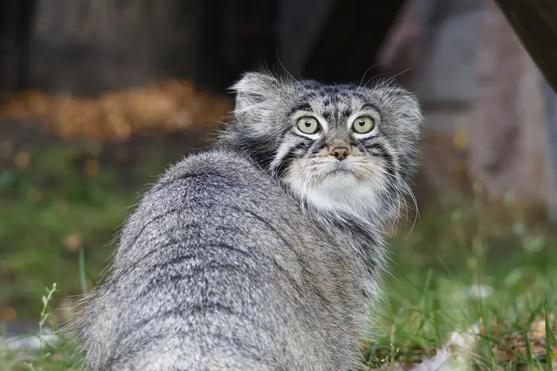 モスクワ動物園のティモフェイの写真