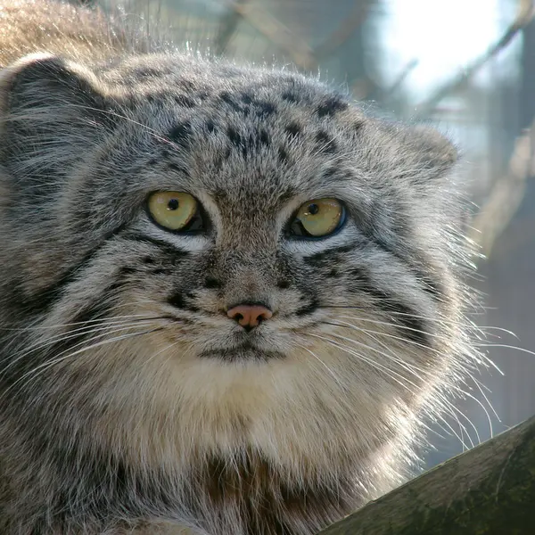 リガ動物園のハーストの写真