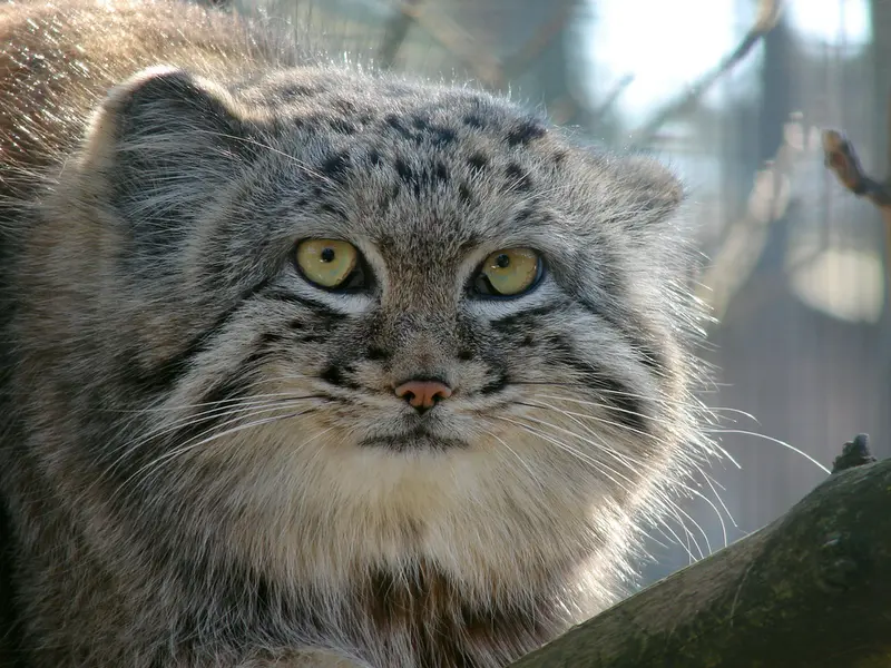 リガ動物園のハーストの写真