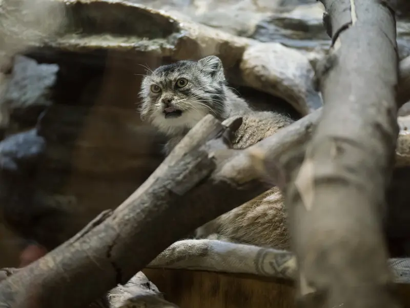 恩賜上野動物園のプリームラの写真