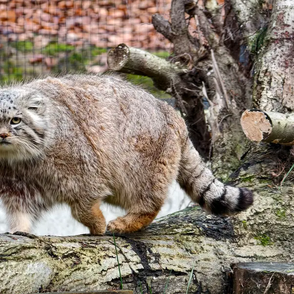 グダニスク動物園のマヌエルの写真