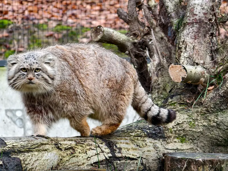 グダニスク動物園のマヌエルの写真