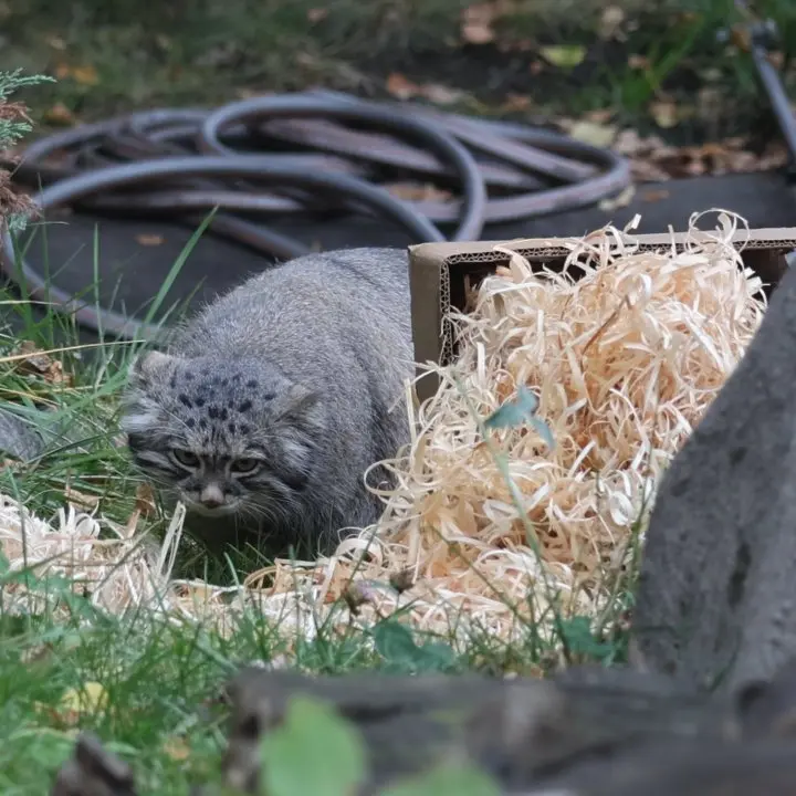 モスクワ動物園のティモフェイの写真