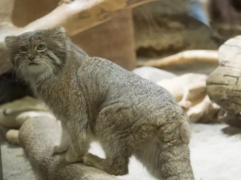恩賜上野動物園のクリョンの写真