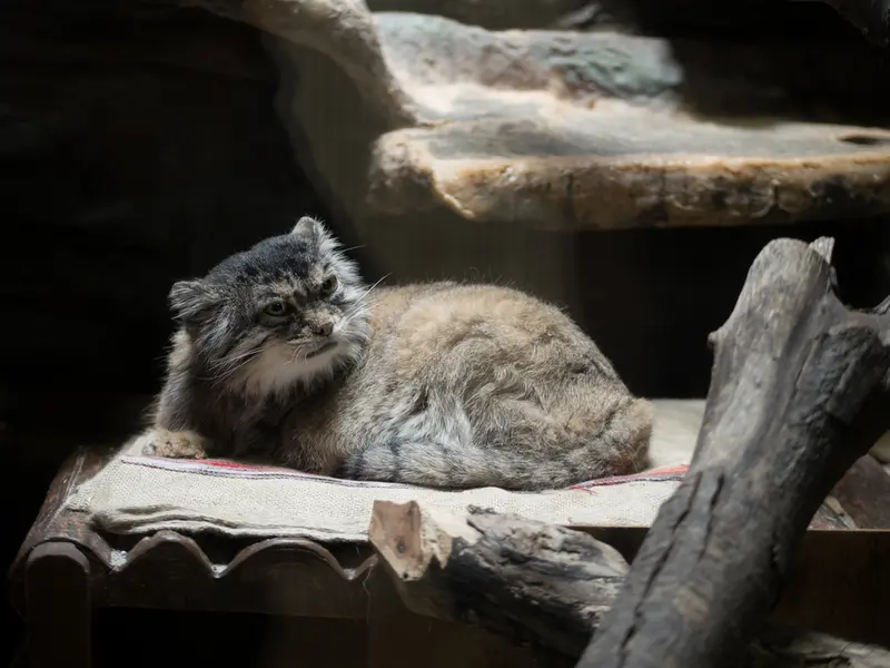 恩賜上野動物園のプリームラの写真