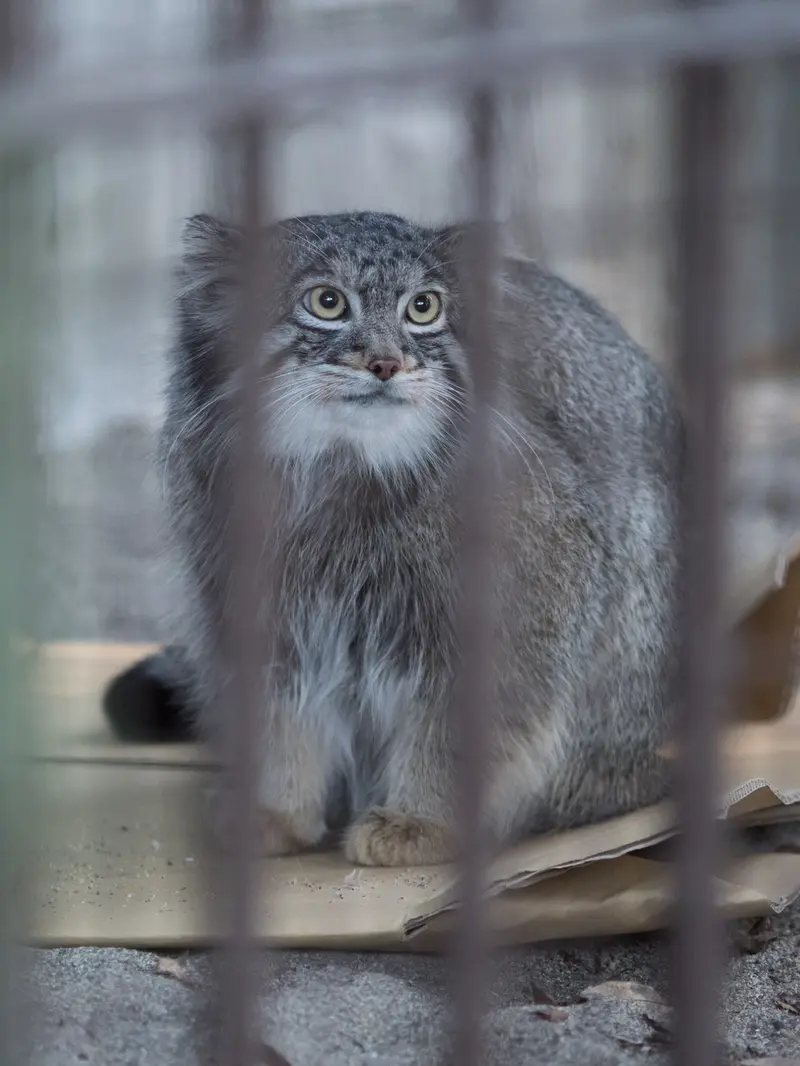 野毛山動物園のフィーガの写真