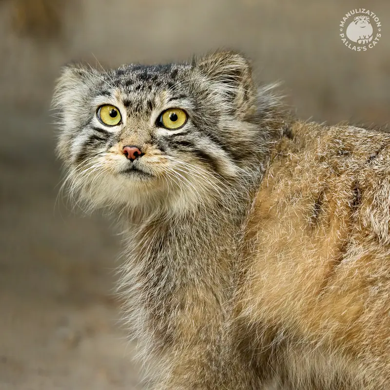 ノヴォシビルスク動物園のエルフの写真