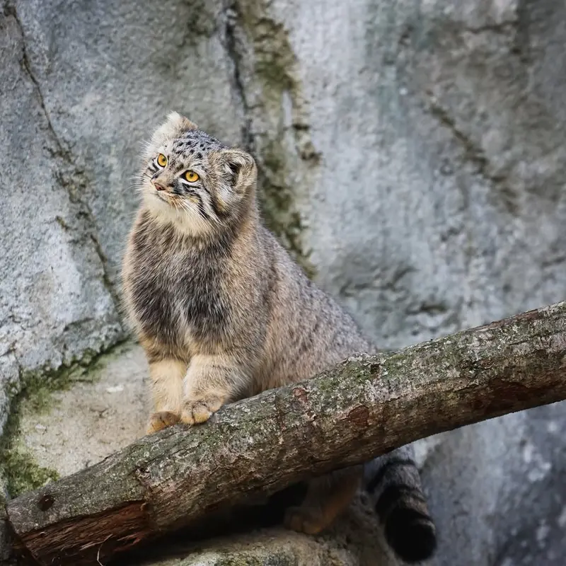 コロンバス動物園・水族館のグースの写真