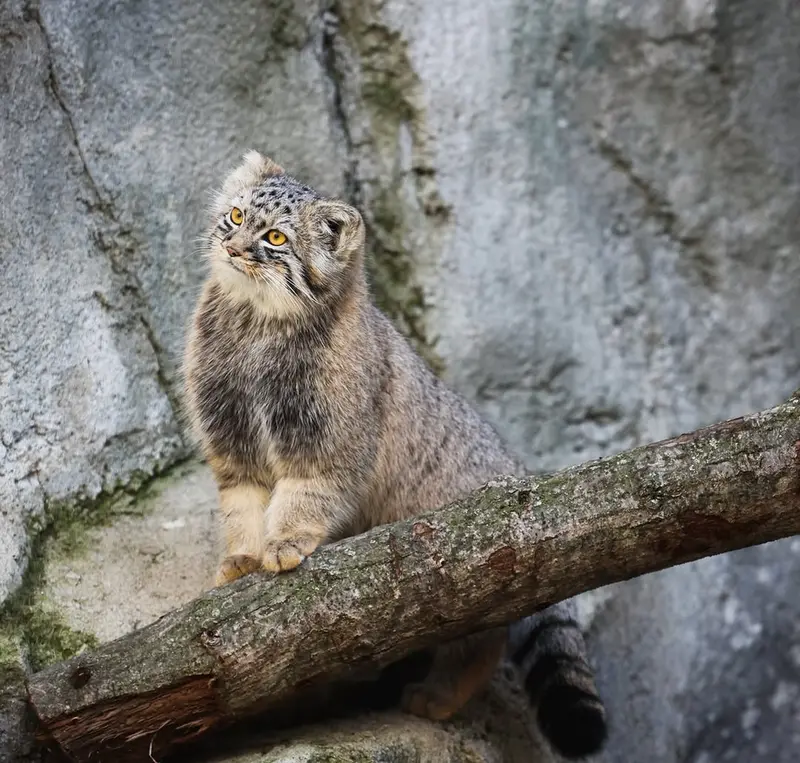 コロンバス動物園・水族館のグースの写真