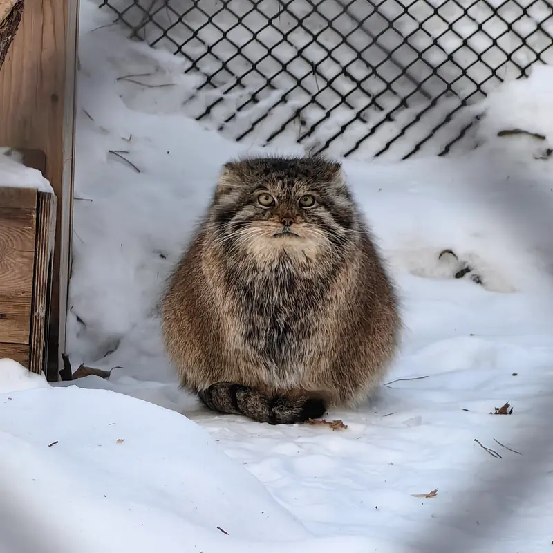 ノヴォシビルスク動物園のラストチカの写真