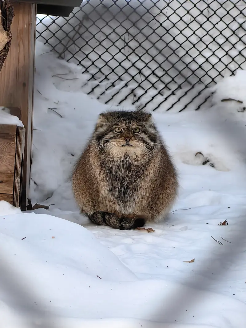 ノヴォシビルスク動物園のラストチカの写真