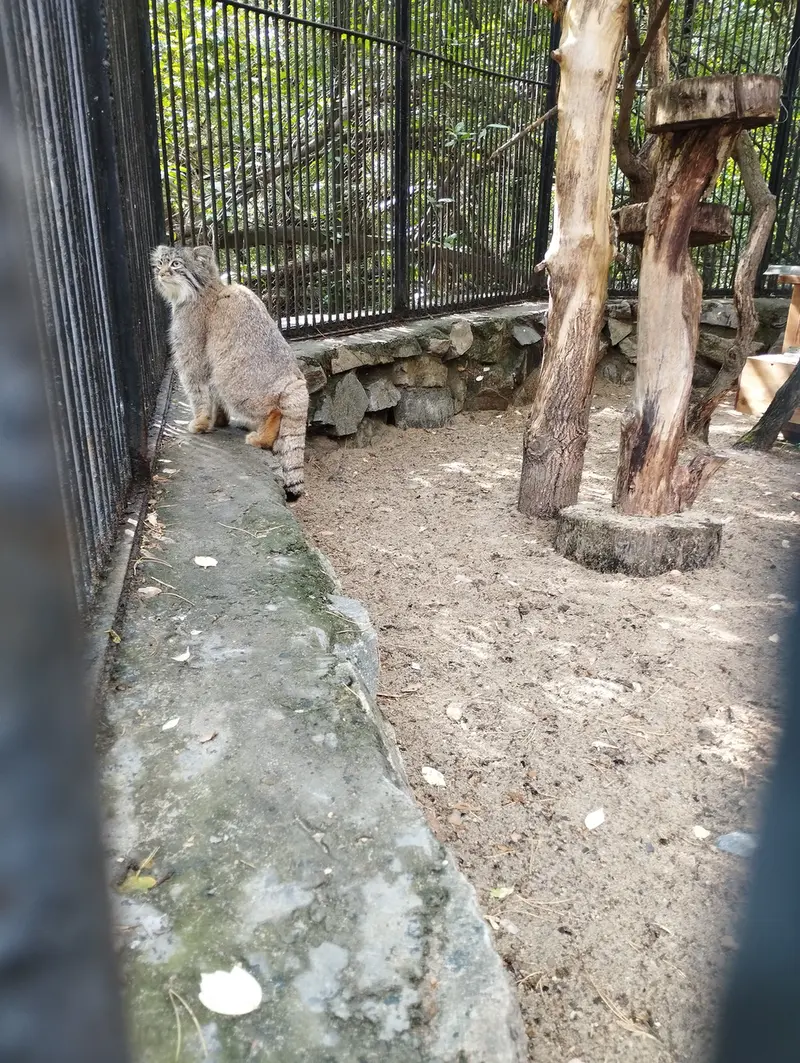 ノヴォシビルスク動物園のマヌルネコの写真