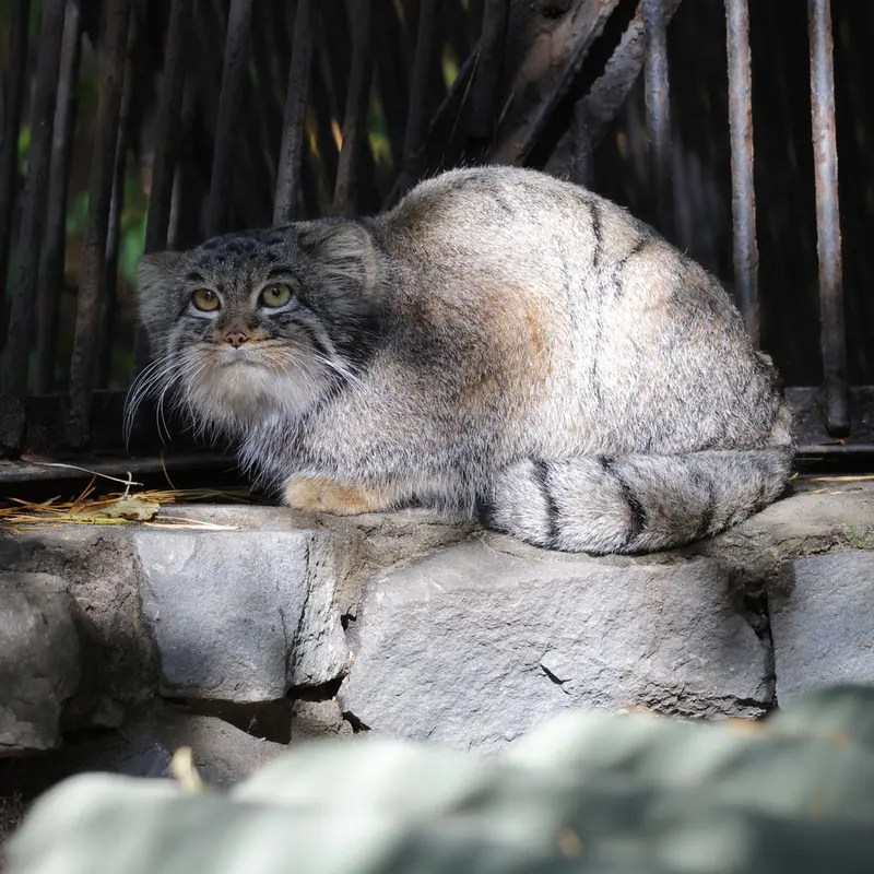 ノヴォシビルスク動物園のカトゥンの写真