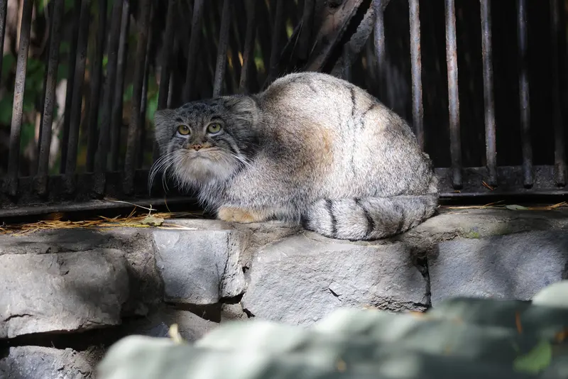 ノヴォシビルスク動物園のカトゥンの写真