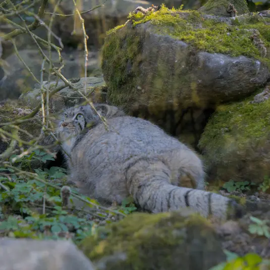 ロッテルダム動物園のノルブの写真