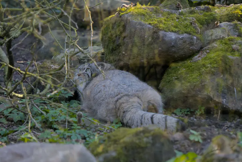 ロッテルダム動物園のノルブの写真