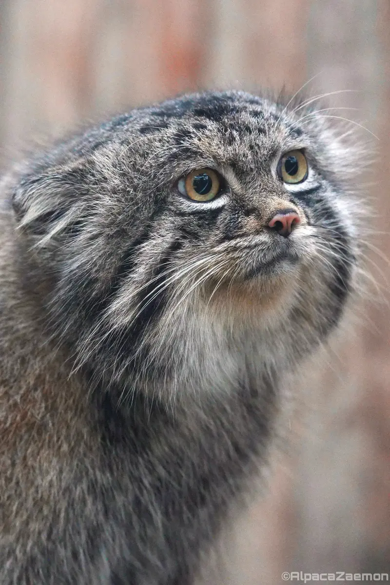 神戸どうぶつ王国のナルの写真