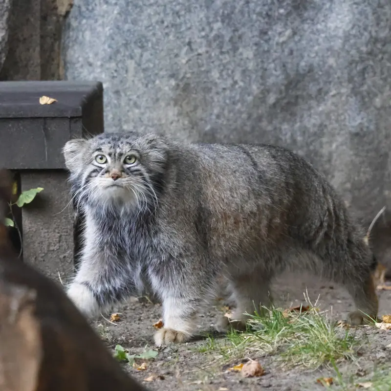 モスクワ動物園のティモフェイの写真