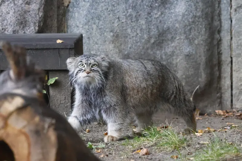 モスクワ動物園のティモフェイの写真