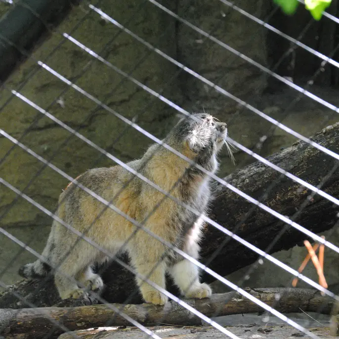シンシナティ動物園のムーシューの写真
