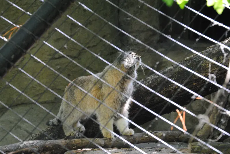 シンシナティ動物園のムーシューの写真