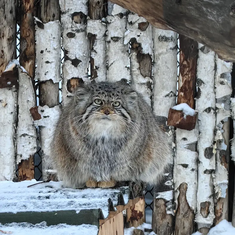 ノヴォシビルスク動物園のイヴの写真