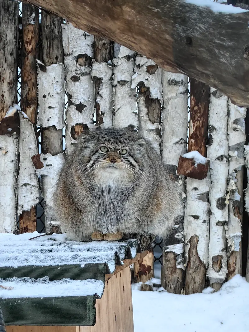 ノヴォシビルスク動物園のイヴの写真