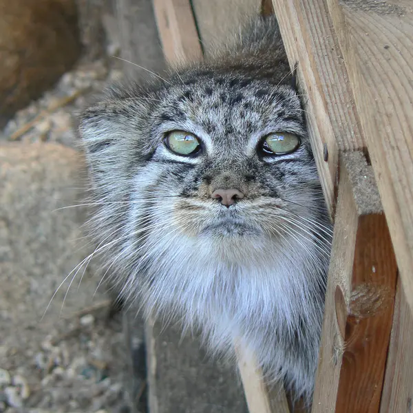 希少動物繁殖センターのマヌルネコの写真