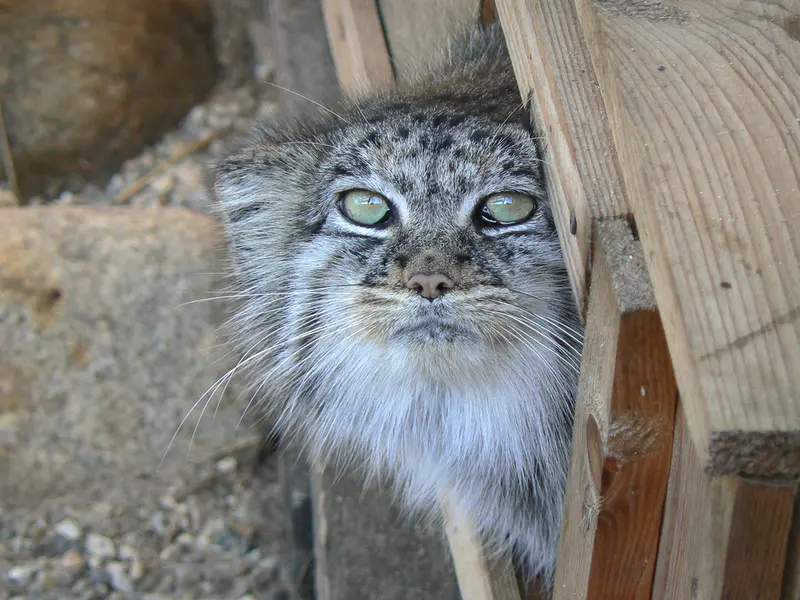 希少動物繁殖センターのマヌルネコの写真