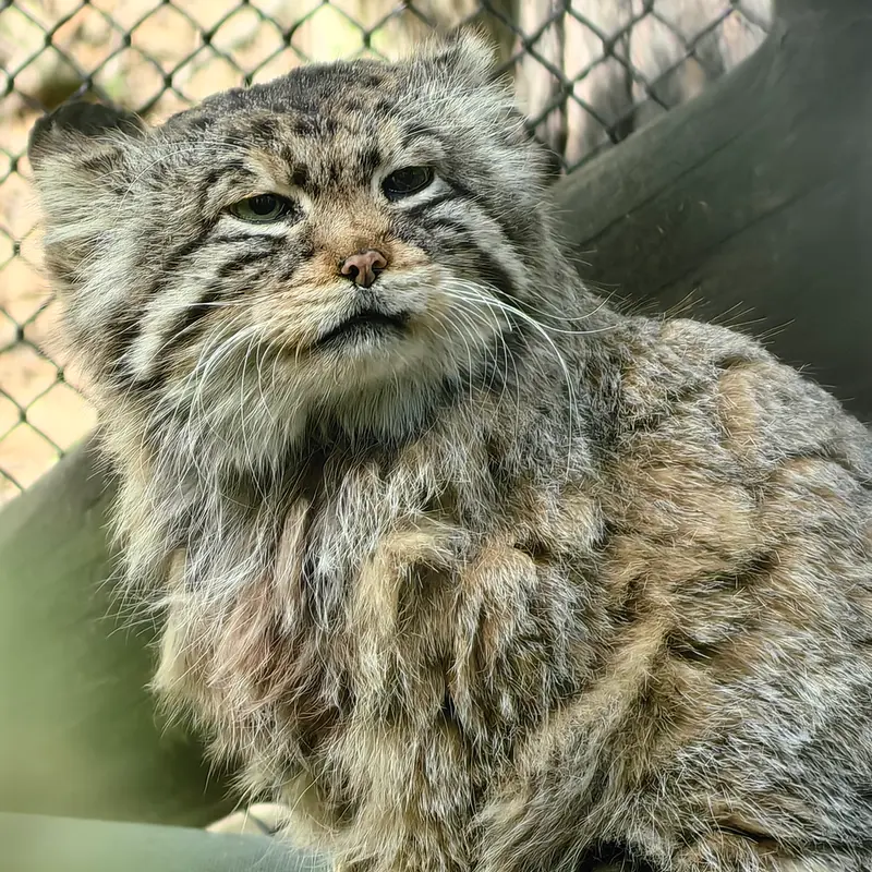 ノヴォシビルスク動物園のゼレノゴルスクの写真