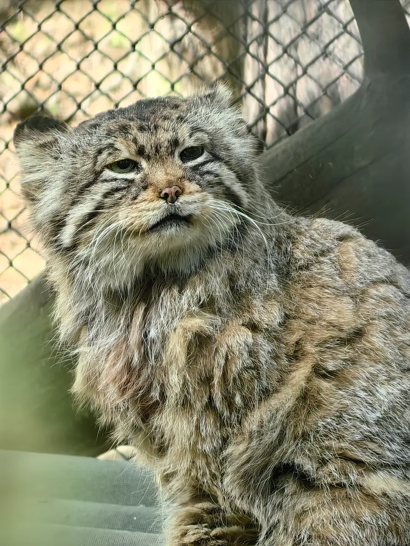 ノヴォシビルスク動物園のゼレノゴルスクの写真