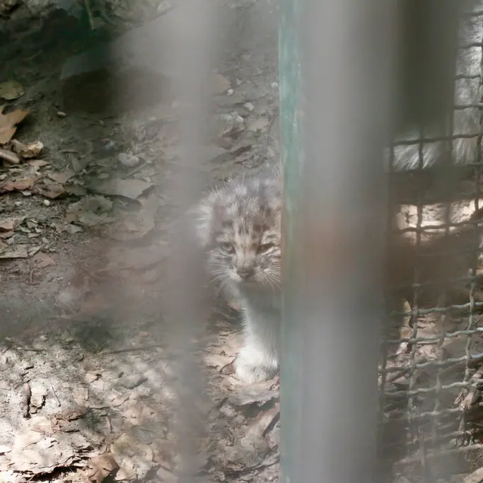 ブダペスト動物園＆植物園のボリス Ⅱの写真