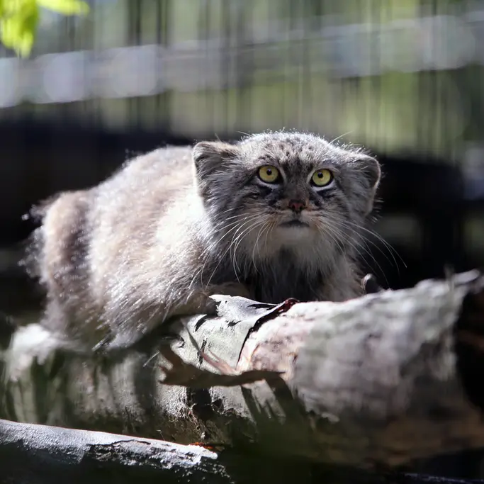 クラクフ動物園のツァスの写真