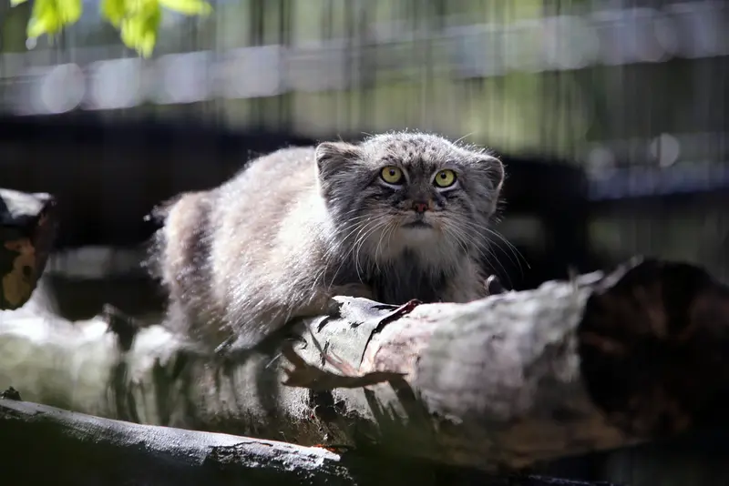 クラクフ動物園のツァスの写真