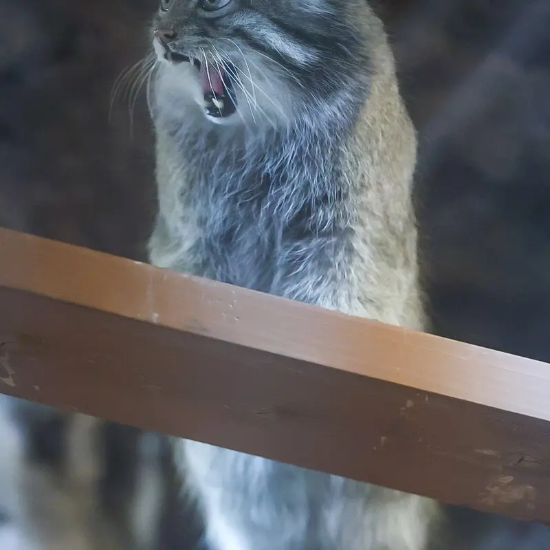 恩賜上野動物園のクリョンの写真