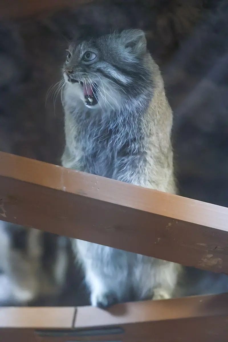 恩賜上野動物園のクリョンの写真