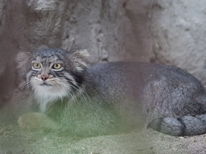 野毛山動物園のフィーガの写真
