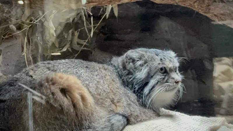 マヌルネコの写真