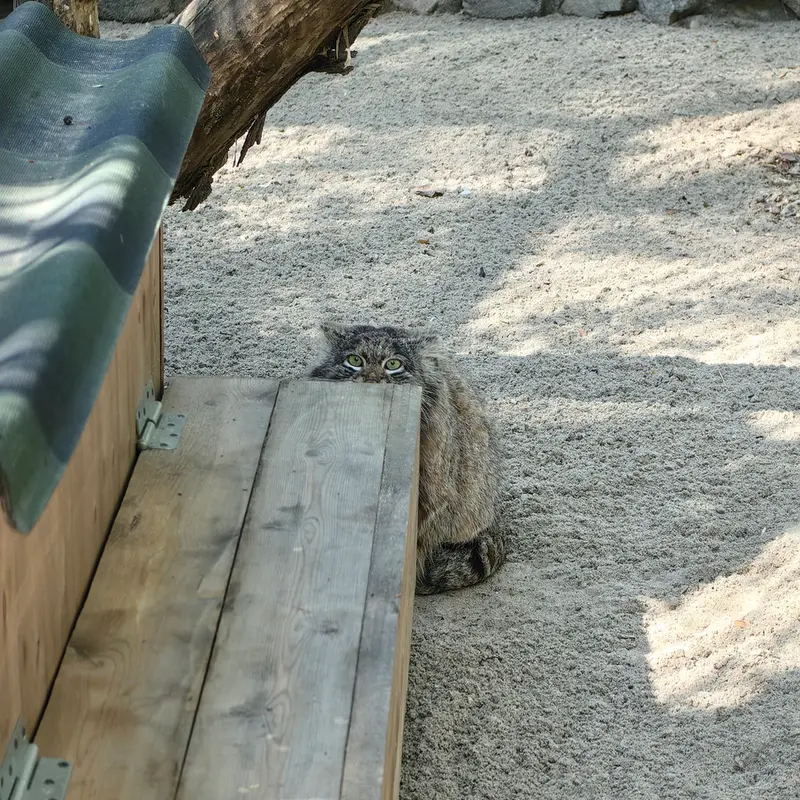 ノヴォシビルスク動物園のマリクの写真