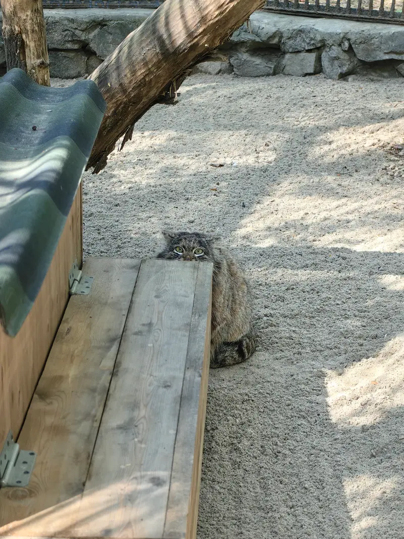 ノヴォシビルスク動物園のマリクの写真