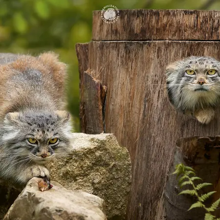 ヘラブルン動物園のスタブシとプルシの写真
