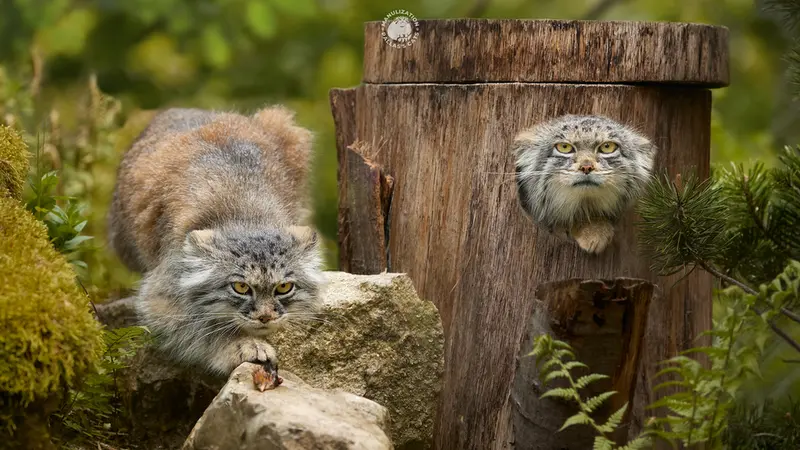 ヘラブルン動物園のスタブシとプルシの写真