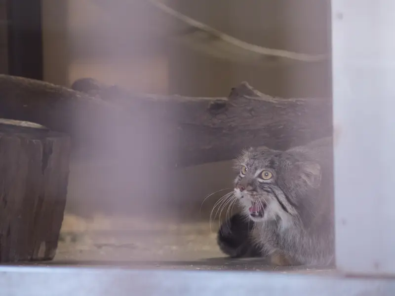 野毛山動物園のフィーガの写真