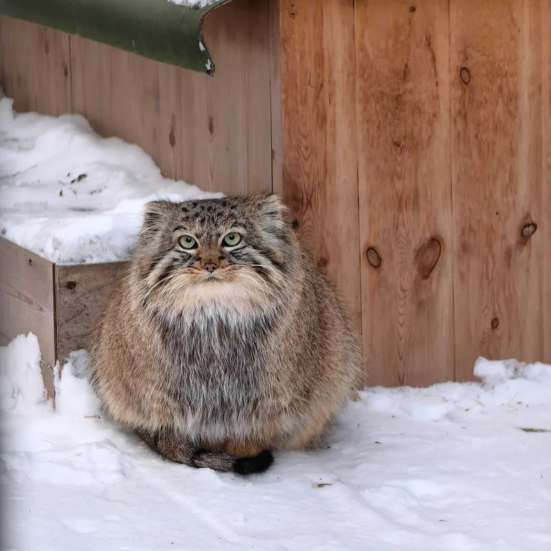 ノヴォシビルスク動物園のガビの写真