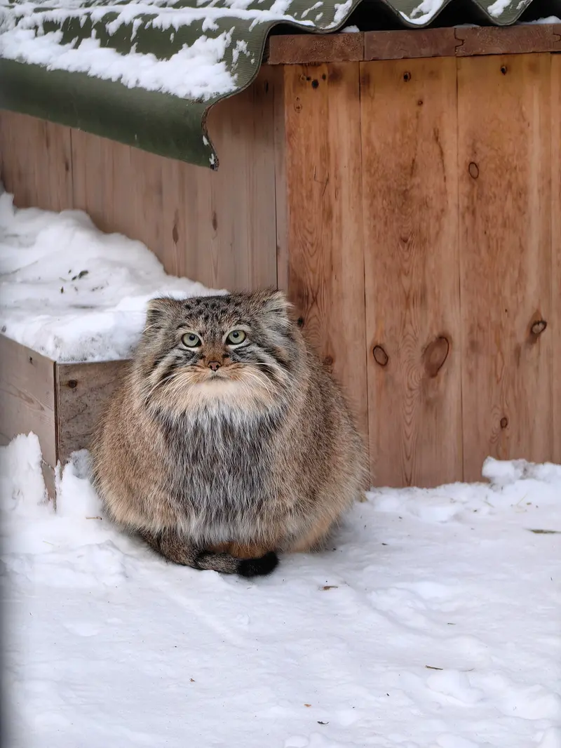 ノヴォシビルスク動物園のガビの写真