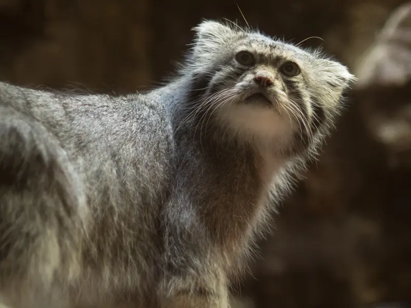 恩賜上野動物園のクリョンの写真