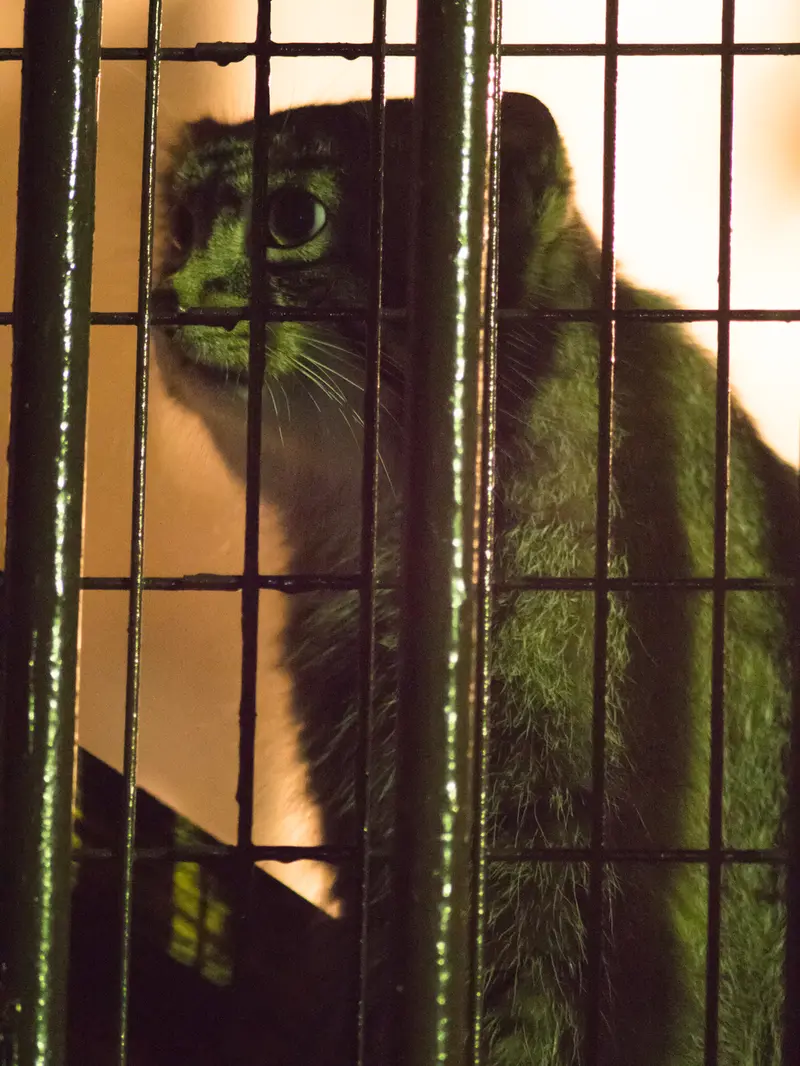 野毛山動物園のフィーガの写真