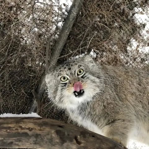 シャイアン・マウンテン動物園のボーの写真